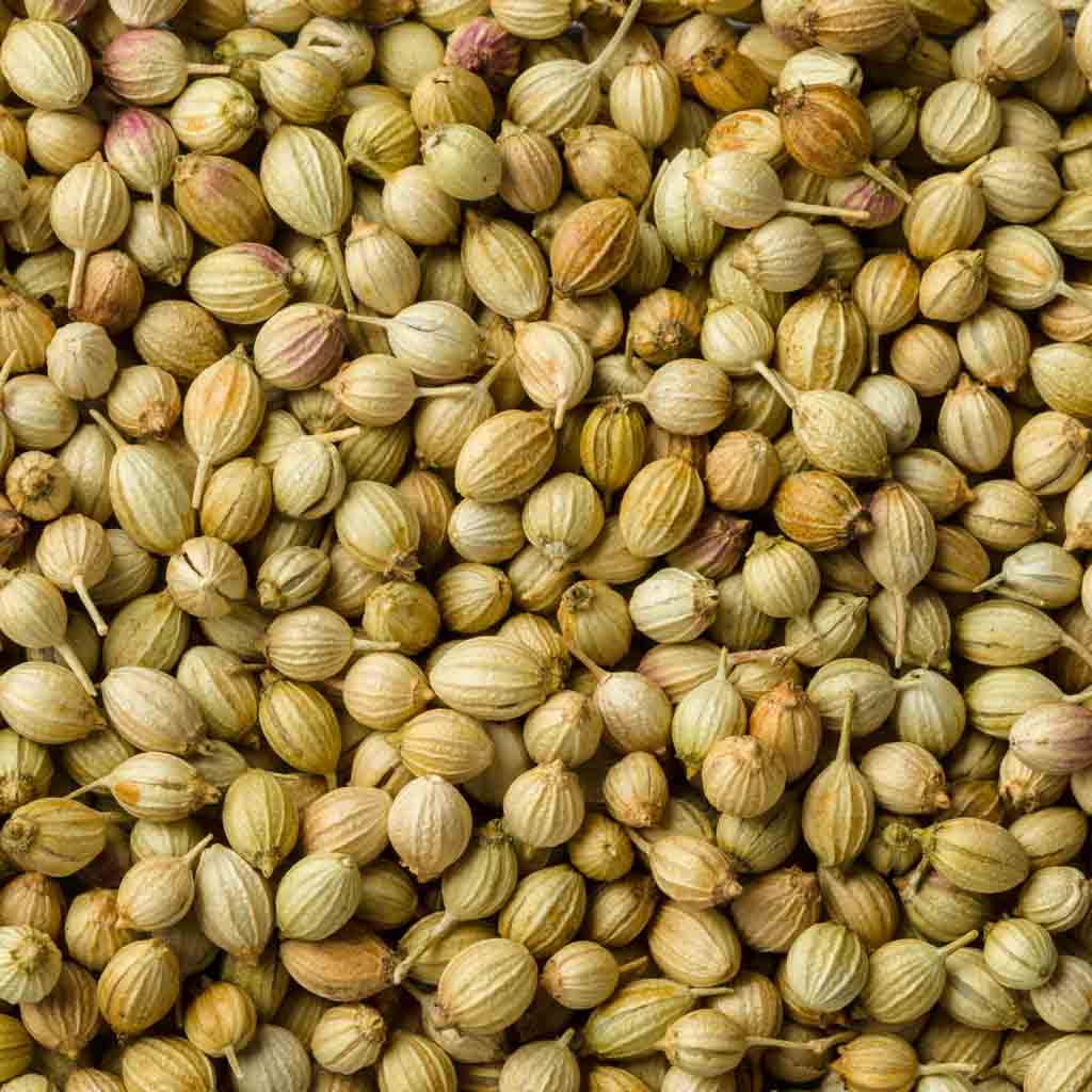 Premium Whole Coriander Seeds – Aromatic Natural Spice