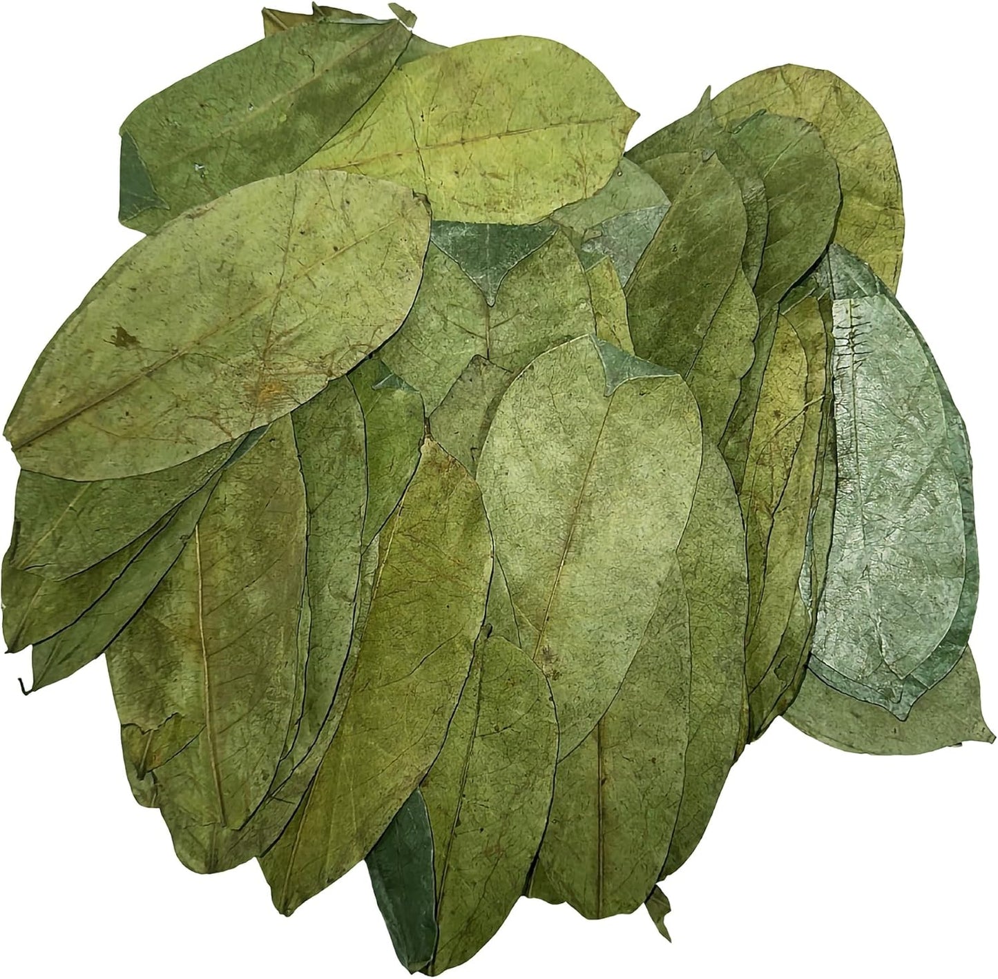 Premium Dried Graviola Leaves – Natural Soursop Leaves for Herbal Infusions - 50g