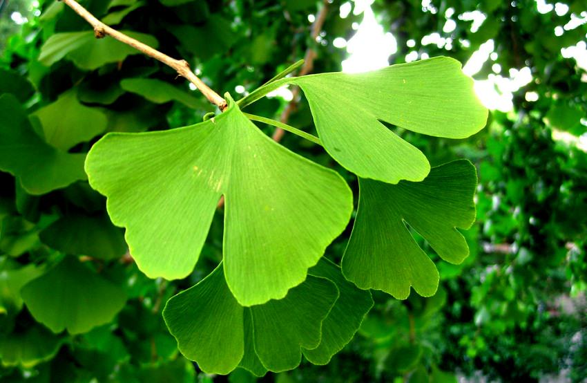 Ginko Biloba Leaves