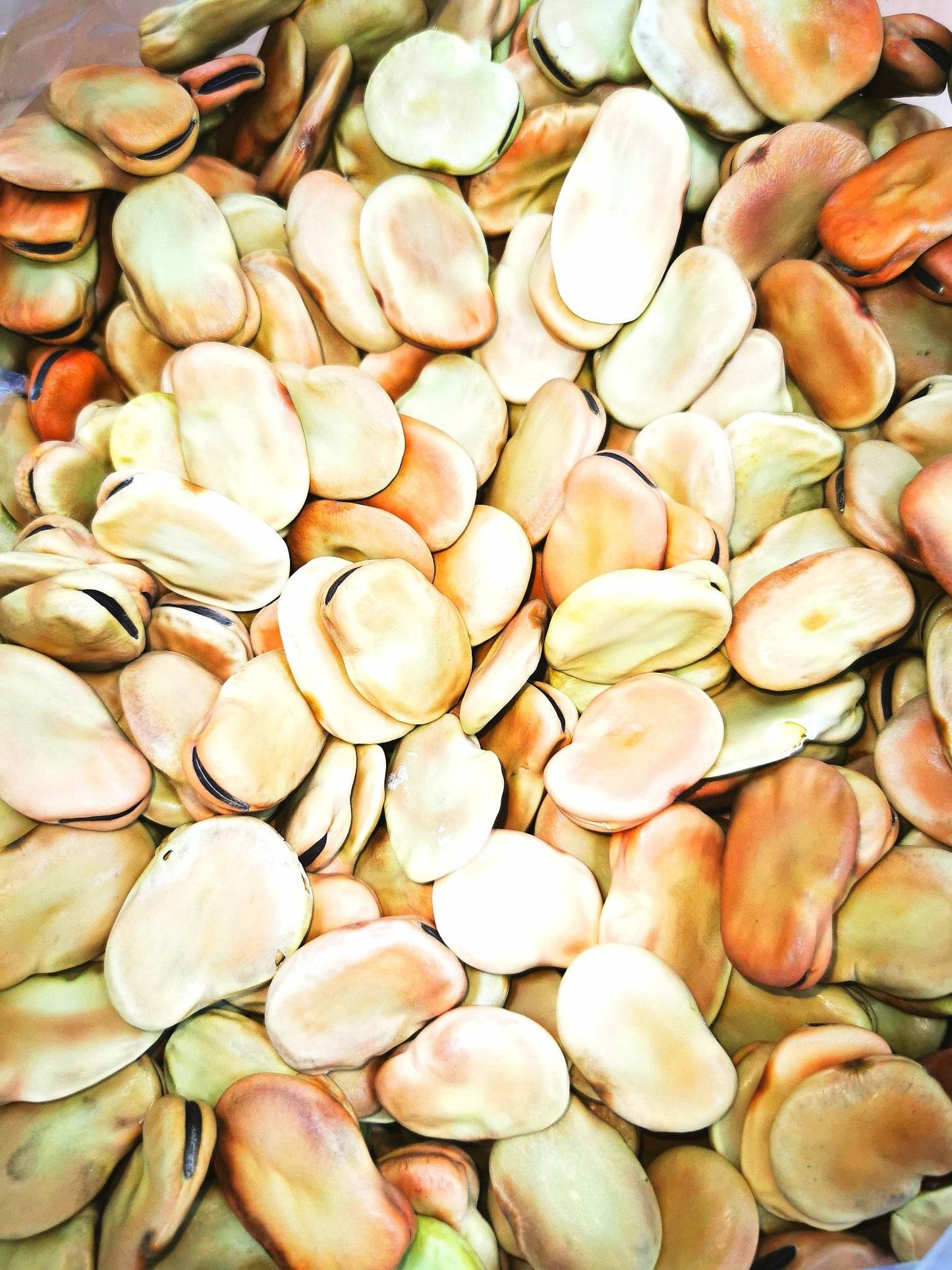 Premium Broad Beans - High Quality & Fresh Flavor