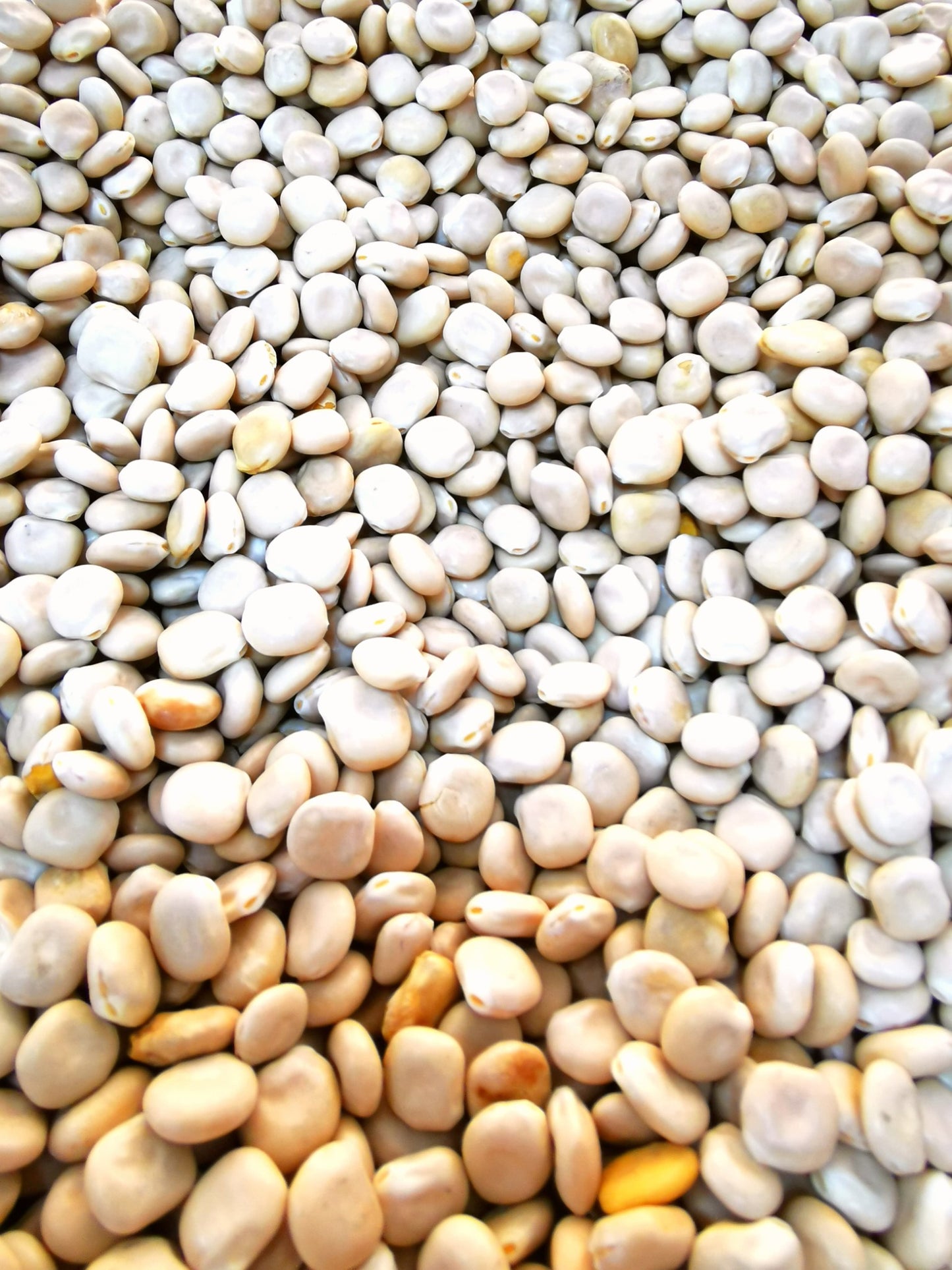 Premium Sweet Lupin Beans - High Protein & Fiber - Fresh & Natural