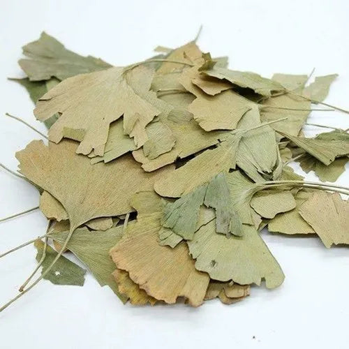 Ginkgo Biloba Leaves | 100% Pure Dried Ginkgo Leaves for Herbal Infusion
